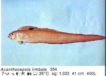 Acanthocepola limbata